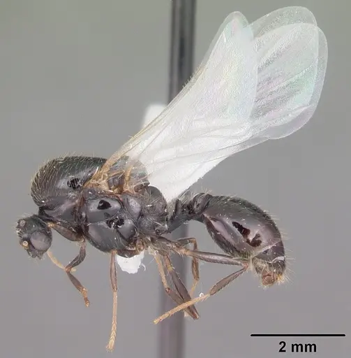 Solenopsis invicta specimen CASENT0104503 image casent0104503_5