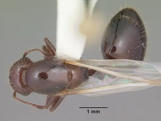 Solenopsis invicta specimen CASENT0104504 image casent0104504_1
