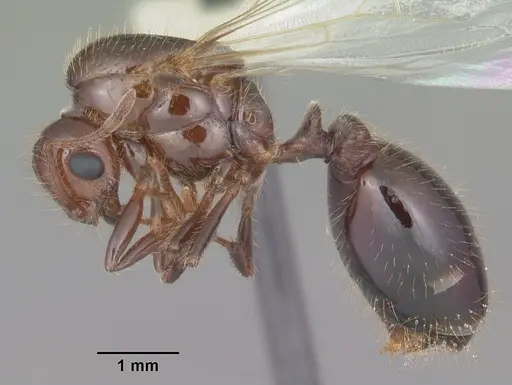 Solenopsis invicta specimen CASENT0104504 image casent0104504_3