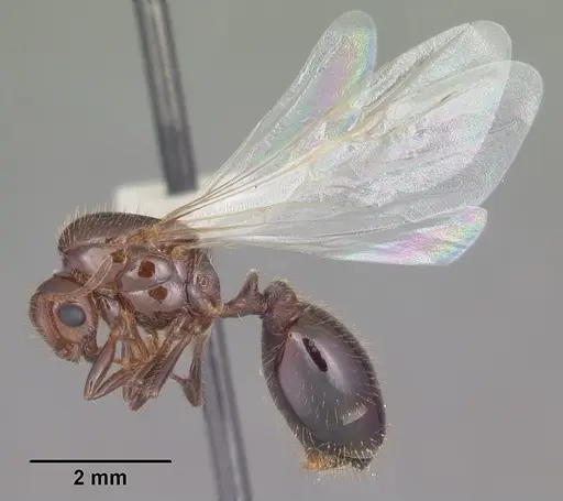 Solenopsis invicta specimen CASENT0104504 image casent0104504_4