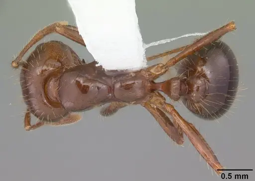 Solenopsis invicta specimen CASENT0104523 image casent0104523_1