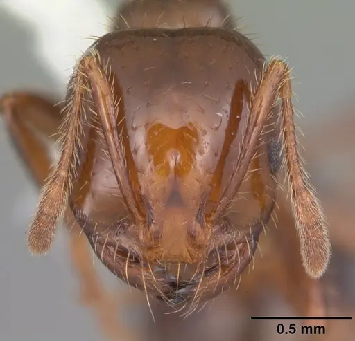 Solenopsis invicta specimen CASENT0104523 image casent0104523_2