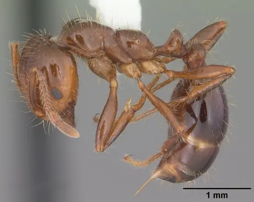 Solenopsis invicta specimen CASENT0104523 image casent0104523_3