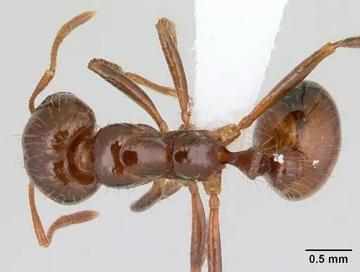 Solenopsis invicta specimen CASENT0178134 image casent0178134_1