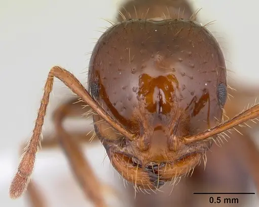 Solenopsis invicta specimen CASENT0178134 image casent0178134_2