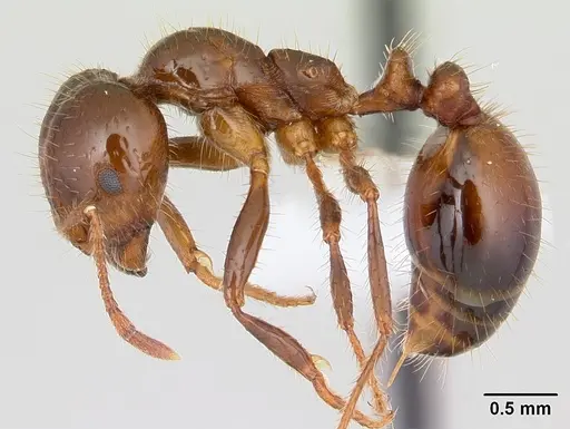 Solenopsis invicta specimen CASENT0178134 image casent0178134_3