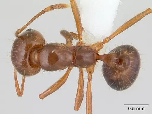 Solenopsis invicta specimen CASENT0178135 image casent0178135_1
