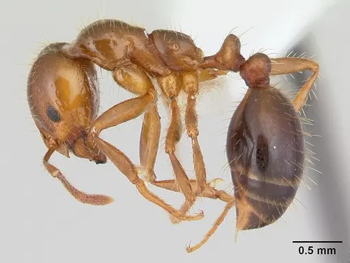 Solenopsis invicta specimen CASENT0178135 image casent0178135_3