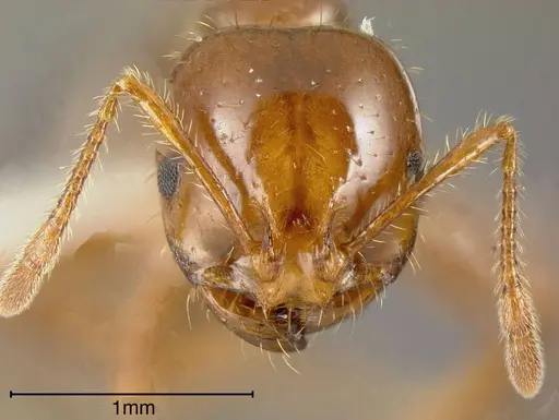 Solenopsis invicta specimen CASENT0636196 image casent0636196_1