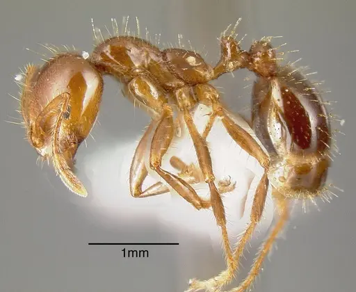 Solenopsis invicta specimen CASENT0636196 image casent0636196_2