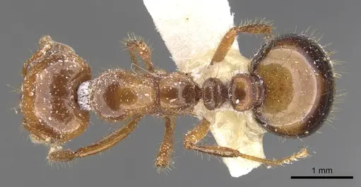 Solenopsis invicta specimen CASENT0902350 image casent0902350_1