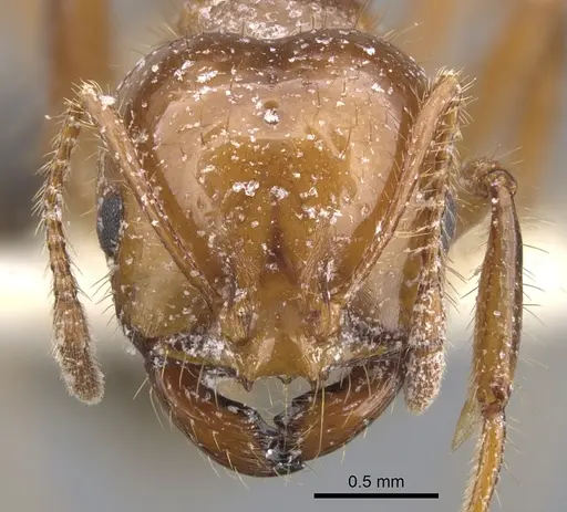 Solenopsis invicta specimen CASENT0902350 image casent0902350_2