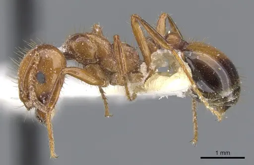Solenopsis invicta specimen CASENT0902350 image casent0902350_3