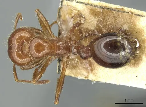 Solenopsis invicta specimen CASENT0913949 image casent0913949_1