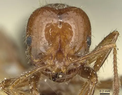 Solenopsis invicta specimen CASENT0913949 image casent0913949_2