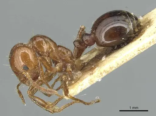 Solenopsis invicta specimen CASENT0913949 image casent0913949_3