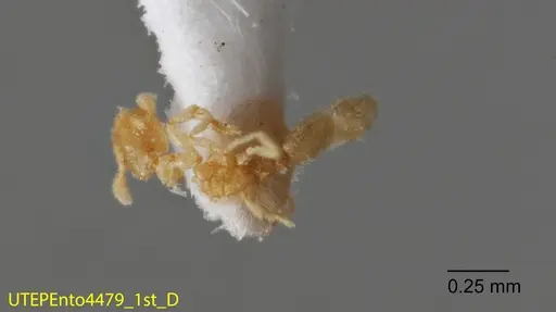 Solenopsis isopilis specimen UTEPENTO4479-01 image utepento4479-01_1