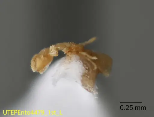 Solenopsis isopilis specimen UTEPENTO4479-01 image utepento4479-01_2