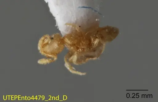 Solenopsis isopilis specimen UTEPENTO4479-02 image utepento4479-02_1
