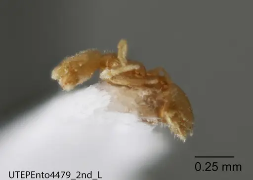 Solenopsis isopilis specimen UTEPENTO4479-02 image utepento4479-02_2