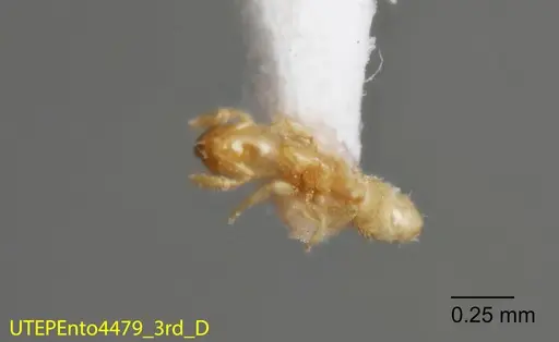 Solenopsis isopilis specimen UTEPENTO4479-03 image utepento4479-03_1