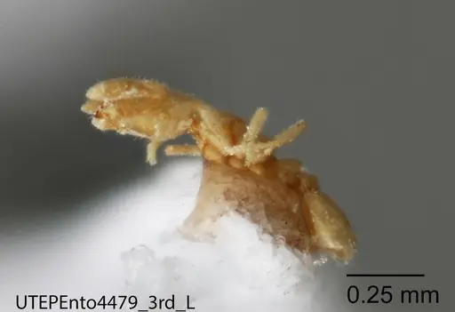 Solenopsis isopilis specimen UTEPENTO4479-03 image utepento4479-03_2