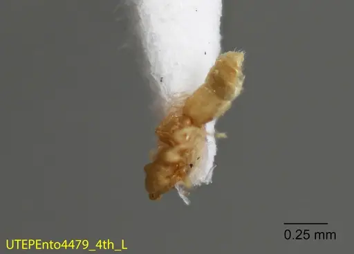 Solenopsis isopilis specimen UTEPENTO4479-04 image utepento4479-04_1