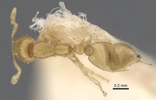 Solenopsis jalalabadica specimen CASENT0917217 image casent0917217_1