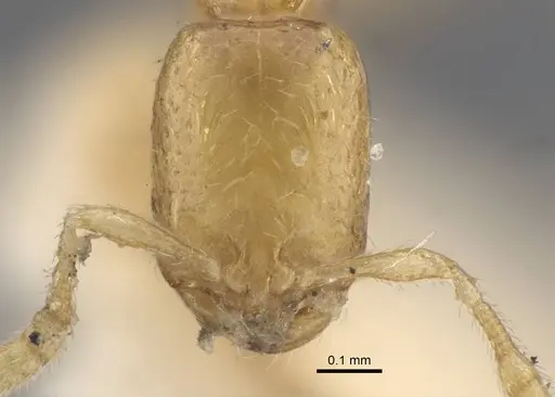 Solenopsis jalalabadica specimen CASENT0917217 image casent0917217_2