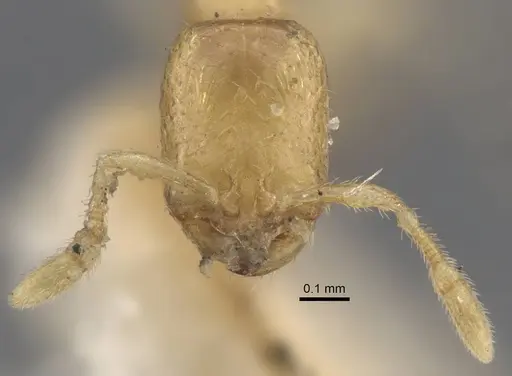 Solenopsis jalalabadica specimen CASENT0917217 image casent0917217_3
