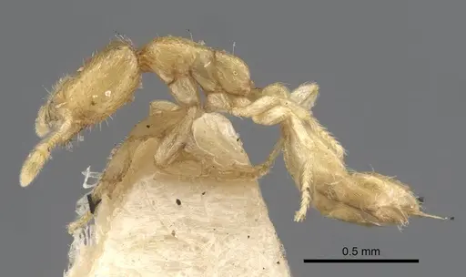 Solenopsis jalalabadica specimen CASENT0917217 image casent0917217_4