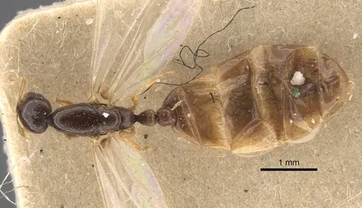 Solenopsis jalalabadica specimen CASENT0917218 image casent0917218_1