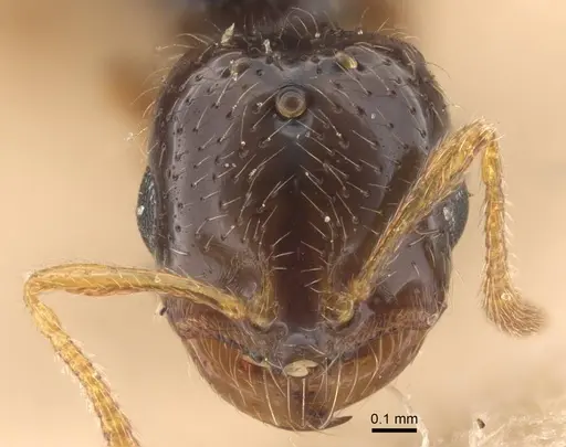 Solenopsis jalalabadica specimen CASENT0917218 image casent0917218_2