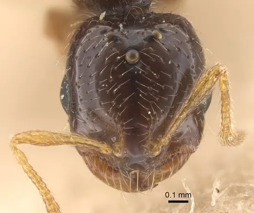 Solenopsis jalalabadica specimen CASENT0917218 image casent0917218_3
