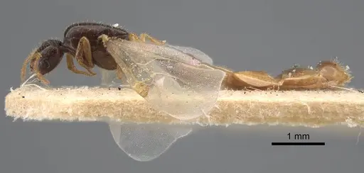 Solenopsis jalalabadica specimen CASENT0917218 image casent0917218_4