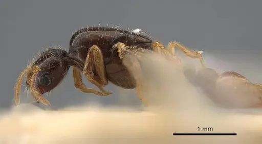 Solenopsis jalalabadica specimen CASENT0917218 image casent0917218_5