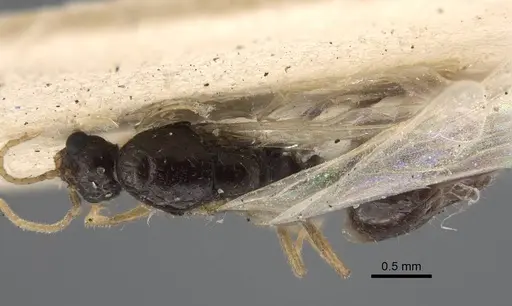 Solenopsis jalalabadica specimen CASENT0917219 image casent0917219_1