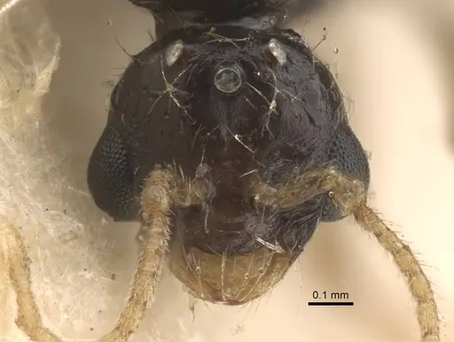 Solenopsis jalalabadica specimen CASENT0917219 image casent0917219_2