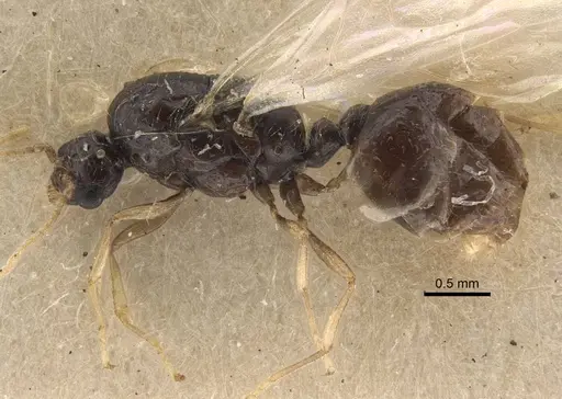 Solenopsis jalalabadica specimen CASENT0917219 image casent0917219_3