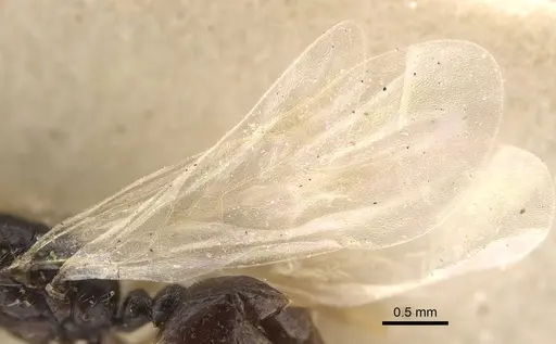Solenopsis jalalabadica specimen CASENT0917219 image casent0917219_4