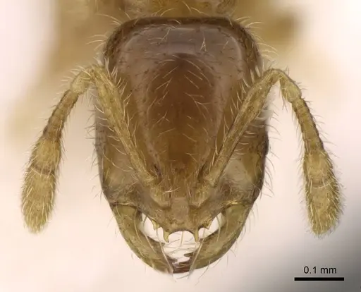 Solenopsis japonica specimen CASENT0914169 image casent0914169_2