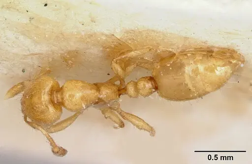 Solenopsis joergenseni specimen CASENT0103215 image casent0103215_1