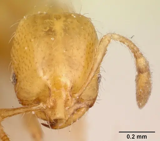 Solenopsis joergenseni specimen CASENT0103215 image casent0103215_2