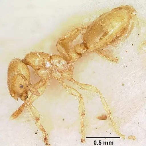 Solenopsis joergenseni specimen CASENT0103215 image casent0103215_3