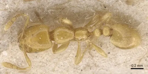 Solenopsis joergenseni specimen CASENT0913901 image casent0913901_1