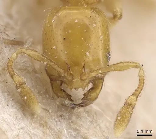 Solenopsis joergenseni specimen CASENT0913901 image casent0913901_2