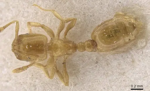 Solenopsis joergenseni specimen CASENT0913902 image casent0913902_1
