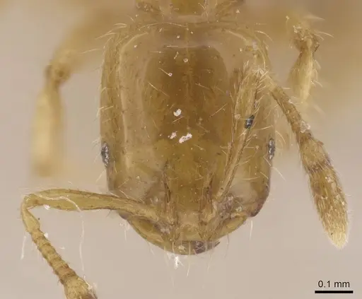 Solenopsis joergenseni specimen CASENT0913902 image casent0913902_2