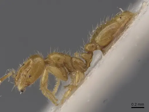 Solenopsis joergenseni specimen CASENT0913902 image casent0913902_3