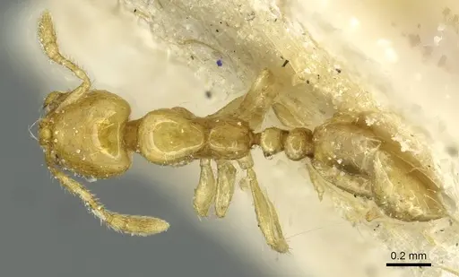 Solenopsis joergenseni specimen CASENT0913944 image casent0913944_1